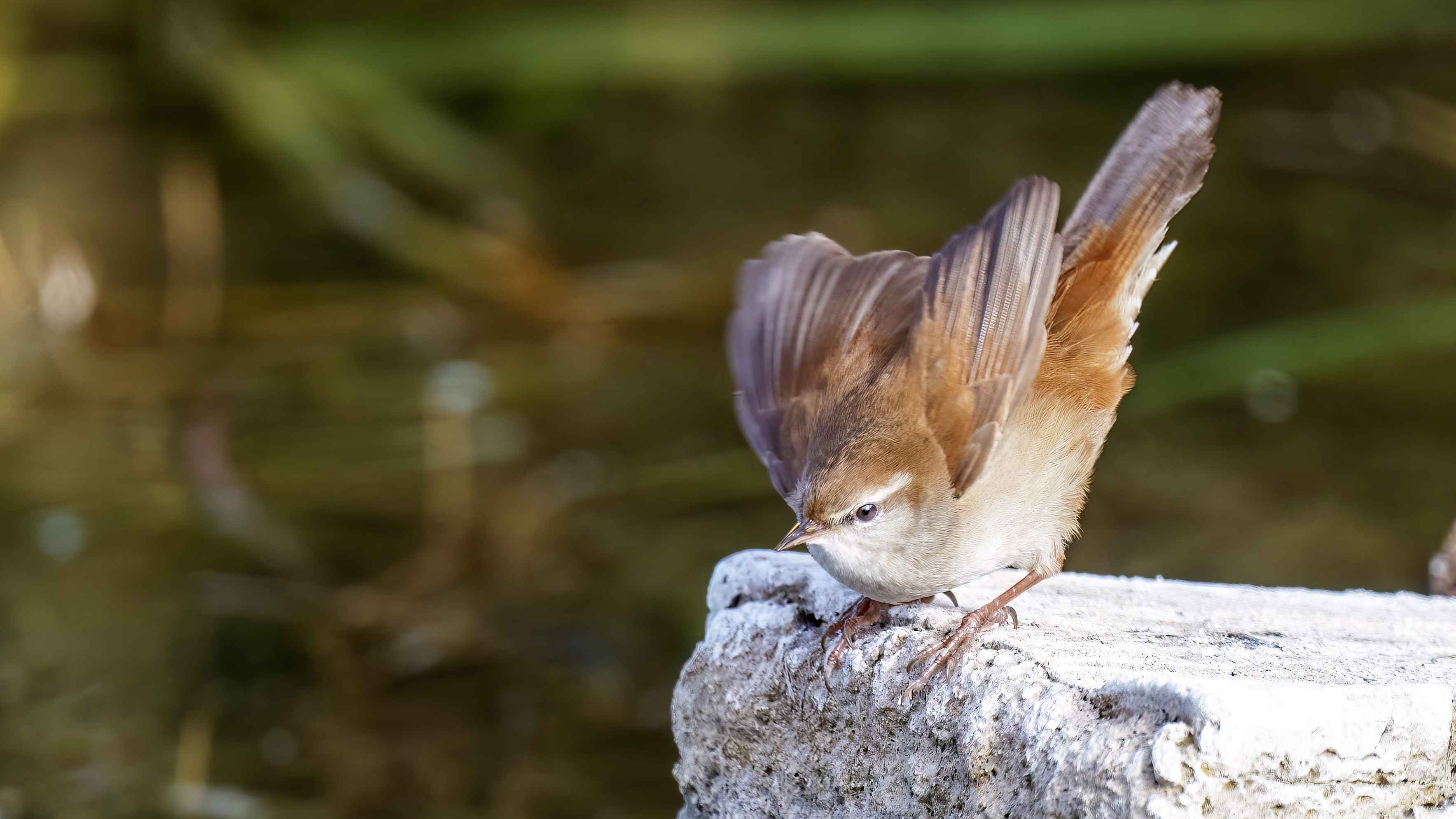 Cetti's Warbler